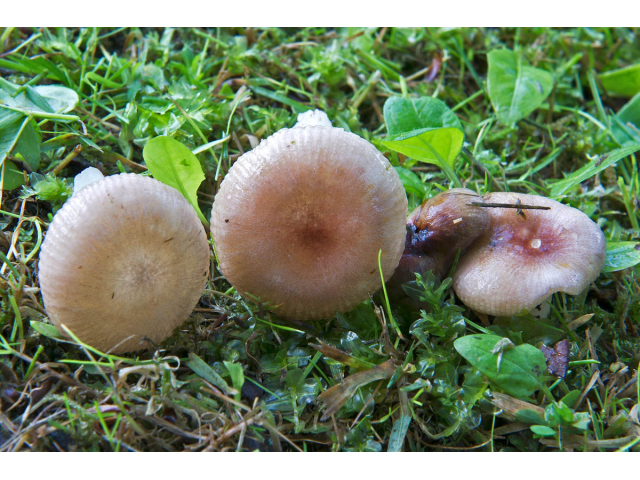 Мицелий Сыроежки невзрачной (Russula nauseosa)